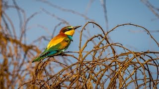 European Bee Eaters Nest Building [upl. by Barrett]