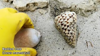 Shelling Episode 10 Part 1 • My First Tiger Cowrie Diana Conch amp Marbled Cone • Finding Seashells [upl. by Paz258]