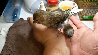 Hand Feeding Fancy Canary amp Green Back Gouldian Finch Baby 20220619 [upl. by Joycelin]