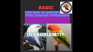 BASIC TIPS HOW TO IDENTIFY YOUR AFRICAN LOVEBIRDS [upl. by Grigson]