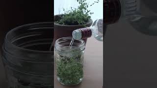 Simple thyme tincture recipe shorts [upl. by Lebezej]