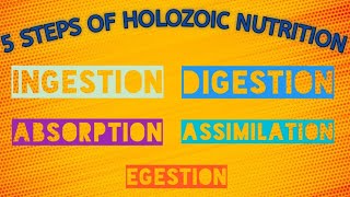 Steps Of Holozoic Nutrition  Class 7  Science  Chapter 2 [upl. by Sharon]