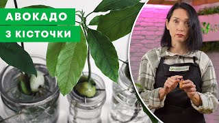 ПРОРОЩУЄМО КІСТОЧКУ АВОКАДО  Як виростити авокадо в домашніх умовах  AgroMarketua [upl. by Ahsilla]