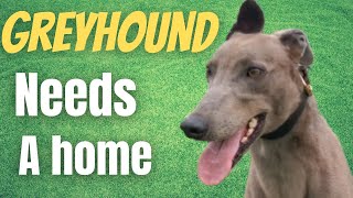 Greyhound looking for his forever home [upl. by Odo287]