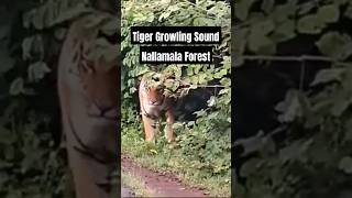 Nallamalla Forest tiger growling Forestshorts reels trending ytshorts nallamallaforest Tiger [upl. by Haseefan9]