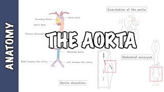 Clinical Anatomy  The Aorta sections and branches coarctation dissection and aneurysm [upl. by Erie]