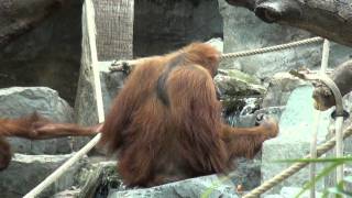 OrangUtanHaus Hagenbeck Hamburg 2011 [upl. by Lowndes422]