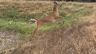 Everglades Whitetail Deer in Picayune Strand WMA [upl. by Iralav]