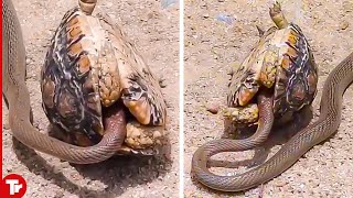 This Snake Messed with the Wrong Turtle [upl. by Rustice]