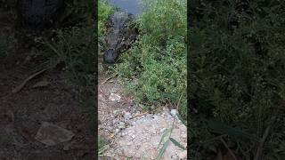 🐊 Jacarédepapoamarelo chegou bem perto jacare wildlife attack vidaselvagem [upl. by Zoara350]