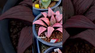 Haworthia cv ‘Shuseki’ rennyshaworthia Find offsets in webstore salesmaughaniicom [upl. by Hcone]