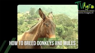 How to Breed DONKEYS and MULES [upl. by Asirrom]