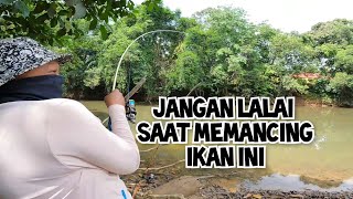 Bawak subscribers merasai tarikan ikan handalan wms236 [upl. by Carry]