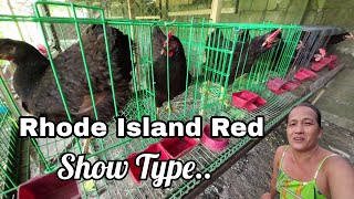 Buying Rhode Island Red For Breeding [upl. by Uzia]