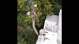 Amazing skill and so brave with best talent cutting coconut tree [upl. by Aromat]