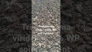 Trichoderma viride  10 WP soil tretmentagriculturefarming [upl. by Onateag988]