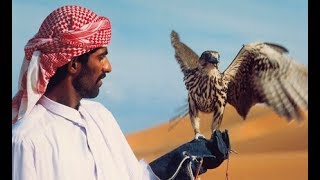 Doku HD Falkenjagd in Abu Dhabi [upl. by Refeinnej]