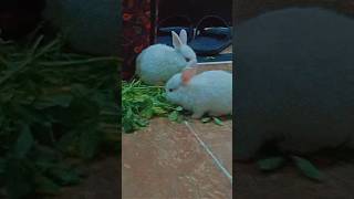 Cute rabbit babys My new pets 🤩🤩😍😍💝 music food shortvideo [upl. by Nauht]