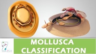 MOLLUSCA CLASSIFICATION [upl. by Rehpotsirahc86]