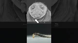 Fleas  eggs larvae and adults science insects [upl. by Sky]