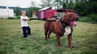 “Hulk” The Massive Family Pit Bull [upl. by Cissy48]