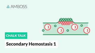 Secondary Hemostasis  Part 1 Coagulation Cascade [upl. by Akinal]