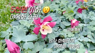 5천원 이하 야생화 쇼핑ㅣ남사 화훼단지ㅣ야생화 백화점 [upl. by Rabush173]