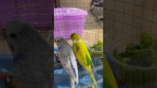 My cute Birds 🦅 birds cute parrot [upl. by Ydoow]