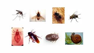 VECTOR BORNE DISEASES FULL LECTURER [upl. by Halsy]