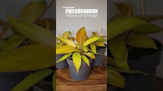 Филодендрон Принс ов Оранж Philodendron Prince of Orange [upl. by Ahseei]