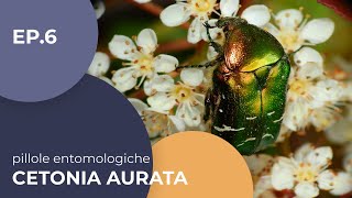 Cetonia aurata  Pillole entomologiche  6 Sottotitolato [upl. by Booth]