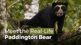 Meet the RealLife Paddington Bear [upl. by Ursula]