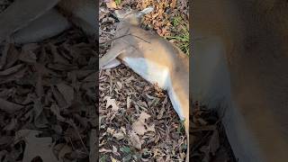 Crossbow Deer Hunting hunting deerhunting deer [upl. by Kliber]