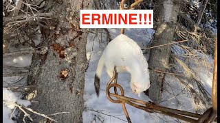 S21Ep2 Trapped an ermine Set 5 wolverinelynx trapping stations too [upl. by Wat]