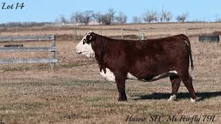 Lot 14 Harvie SFC Ms Firefly 79L [upl. by Mozza]