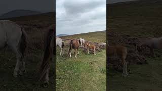 Shropshire Hills National Landscape 🇬🇧🇬🇧🐎🐎Wild horses🙃 [upl. by Sharl93]