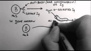 BCells 1  What are Antibodies [upl. by Uranie]