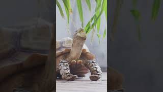 Tortoises video 😱Tortoises eating animals 2024 yer [upl. by Akire]