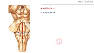 ANATOMIA DA PONTE [upl. by Sander443]