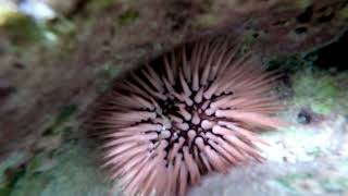 Pretty pink sea urchin [upl. by Alver]