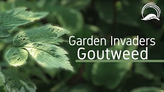 Garden Invaders  Goutweed [upl. by Emmy]