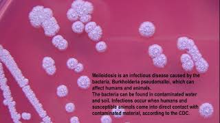 What is Melioidosis Whitmore’s disease Burkholderia pseudomallei aka Pseudomonas pseudomallei [upl. by Pearman325]