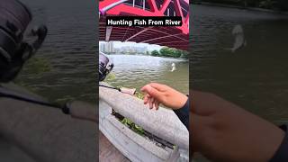 Hunting fish from river fishinglife fishtank fisherman fishvideo river aquarium catfish fish [upl. by Dragelin300]