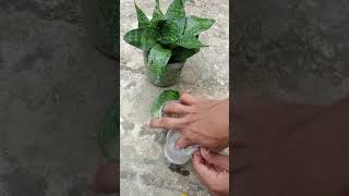 Snake Plant Propagation by Leaf Cuttingsshots [upl. by Cherey]