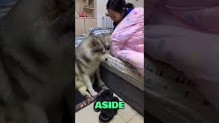 Women Used Her Dog as a Bed Warmer 😱🐶 dog pets animallover [upl. by Naes]