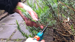 Lavendel snoeien lavendel stekken en biologisch tuinieren [upl. by Jerrome762]