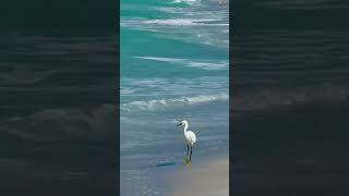 Beautiful Egret Strutting egret egrets beachvibes shorts By Joy Garafola longboatkey [upl. by Anelehs]