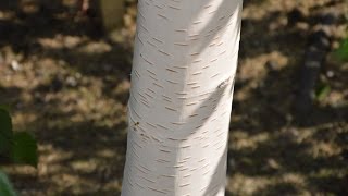 Betula utilis Longtrunk Weeping Himalayan Birch [upl. by Lisha74]