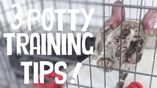 POTTY TRAIN MY FRENCH BULLDOG WITH ME  Have Your PUPPY POTTY TRAINED In 3 EASY STEPS [upl. by Elatan]