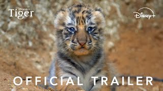 Disneynatures Tiger  Official Trailer [upl. by Sallad350]